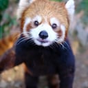 猪八戒