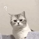 东北姐姐