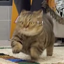 OES发布会