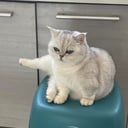 台灣男生聲音